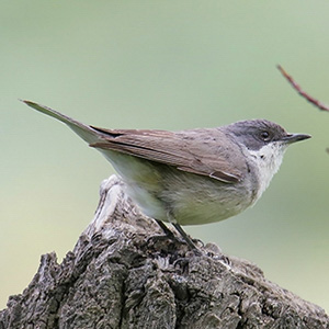 Hume's Whitethroat